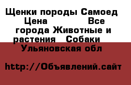 Щенки породы Самоед › Цена ­ 20 000 - Все города Животные и растения » Собаки   . Ульяновская обл.